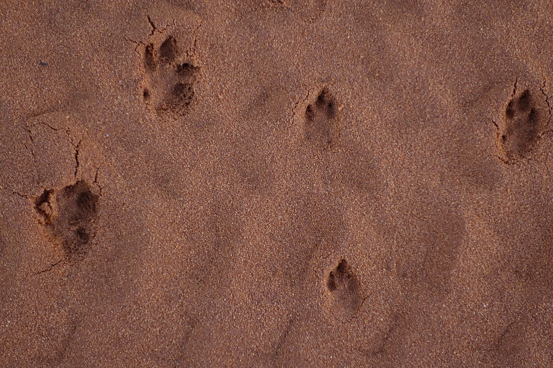 Bilby_tracks.png