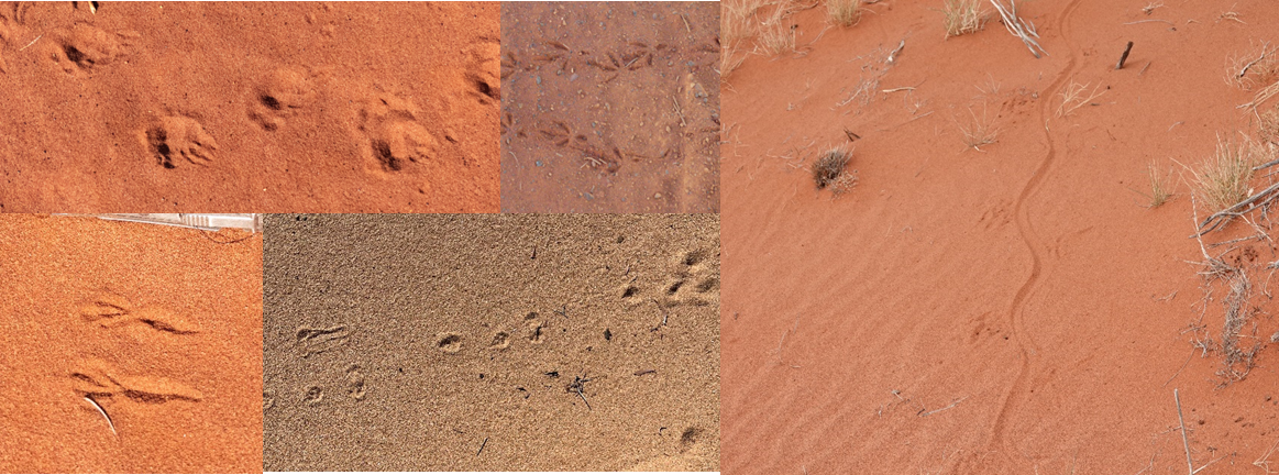 tracks.png
