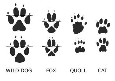 CatTRacks_.jpg