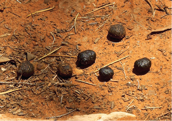 scats.png