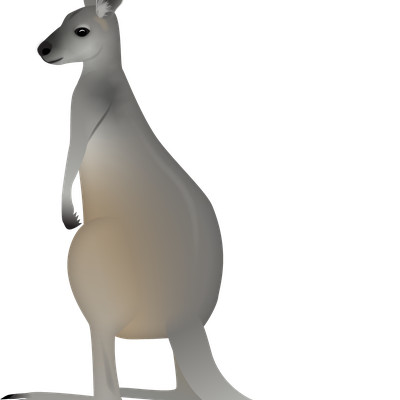 Antilopine Kangaroo