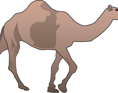 Camel