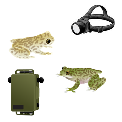 Spotlight & Listen Surveys for Frogs