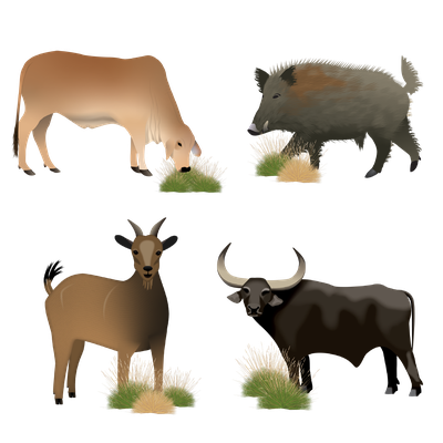 Feral Herbivores