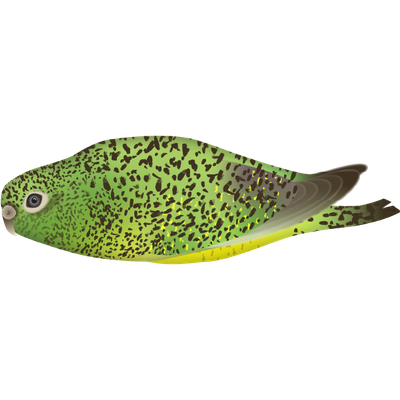 Night parrot