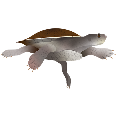 Gulf snapping turtle