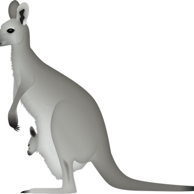 Eastern grey kangaroo
