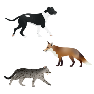 Introduced Predators