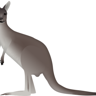 Western Grey Kangaroo