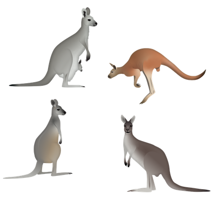 Antilopine Kangaroo