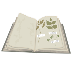 Collecting Plant Samples for Identification